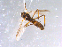  ( - 10PROBE-11037)  @12 [ ] CreativeCommons - Attribution (2011) CBG Photography Group Centre for Biodiversity Genomics