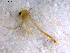  ( - 10PROBE-11038)  @13 [ ] CreativeCommons - Attribution (2011) CBG Photography Group Centre for Biodiversity Genomics