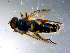  ( - 10PROBE-11060)  @12 [ ] CreativeCommons - Attribution (2011) CBG Photography Group Centre for Biodiversity Genomics