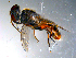  ( - 10PROBE-11061)  @13 [ ] CreativeCommons - Attribution (2011) CBG Photography Group Centre for Biodiversity Genomics
