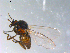  ( - 10PROBE-11064)  @13 [ ] CreativeCommons - Attribution (2011) CBG Photography Group Centre for Biodiversity Genomics