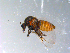  ( - 10PROBE-11066)  @13 [ ] CreativeCommons - Attribution (2011) CBG Photography Group Centre for Biodiversity Genomics