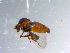  ( - 10PROBE-11067)  @12 [ ] CreativeCommons - Attribution (2011) CBG Photography Group Centre for Biodiversity Genomics