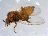  ( - 10PROBE-11075)  @12 [ ] CreativeCommons - Attribution (2011) CBG Photography Group Centre for Biodiversity Genomics
