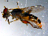  ( - 10PROBE-11093)  @12 [ ] CreativeCommons - Attribution (2011) CBG Photography Group Centre for Biodiversity Genomics