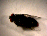  ( - 10PROBE-11099)  @12 [ ] CreativeCommons - Attribution (2011) CBG Photography Group Centre for Biodiversity Genomics