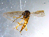  ( - 10PROBE-11105)  @13 [ ] CreativeCommons - Attribution (2011) CBG Photography Group Centre for Biodiversity Genomics