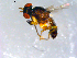  ( - 10PROBE-11109)  @13 [ ] CreativeCommons - Attribution (2011) CBG Photography Group Centre for Biodiversity Genomics