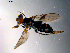  ( - 10PROBE-11127)  @12 [ ] CreativeCommons - Attribution (2011) CBG Photography Group Centre for Biodiversity Genomics