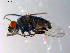  ( - 10PROBE-11144)  @12 [ ] CreativeCommons - Attribution (2011) CBG Photography Group Centre for Biodiversity Genomics