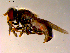  ( - 10PROBE-11153)  @12 [ ] CreativeCommons - Attribution (2011) CBG Photography Group Centre for Biodiversity Genomics