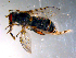  ( - 10PROBE-11240)  @13 [ ] CreativeCommons - Attribution (2011) CBG Photography Group Centre for Biodiversity Genomics