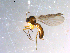  ( - 10PROBE-11249)  @13 [ ] CreativeCommons - Attribution (2011) CBG Photography Group Centre for Biodiversity Genomics