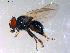  (Lonchaea sp. TAW4 - 10PROBE-11259)  @13 [ ] CreativeCommons - Attribution (2011) CBG Photography Group Centre for Biodiversity Genomics