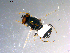  ( - 10PROBE-11529)  @12 [ ] CreativeCommons - Attribution (2011) CBG Photography Group Centre for Biodiversity Genomics