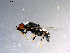  ( - 10PROBE-11530)  @12 [ ] CreativeCommons - Attribution (2011) CBG Photography Group Centre for Biodiversity Genomics