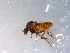  ( - 10PROBE-11558)  @13 [ ] CreativeCommons - Attribution (2011) CBG Photography Group Centre for Biodiversity Genomics