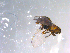  ( - 10PROBE-11560)  @12 [ ] CreativeCommons - Attribution (2011) CBG Photography Group Centre for Biodiversity Genomics