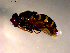  ( - 10PROBE-11576)  @12 [ ] CreativeCommons - Attribution (2011) CBG Photography Group Centre for Biodiversity Genomics