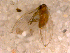  ( - 10PROBE-11655)  @12 [ ] CreativeCommons - Attribution (2011) CBG Photography Group Centre for Biodiversity Genomics