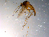  ( - 10PROBE-11660)  @13 [ ] CreativeCommons - Attribution (2011) CBG Photography Group Centre for Biodiversity Genomics