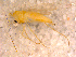  ( - 10PROBE-11668)  @13 [ ] CreativeCommons - Attribution (2011) CBG Photography Group Centre for Biodiversity Genomics