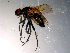  ( - 10PROBE-11687)  @13 [ ] CreativeCommons - Attribution (2011) CBG Photography Group Centre for Biodiversity Genomics