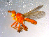  ( - 10PROBE-11701)  @13 [ ] CreativeCommons - Attribution (2011) CBG Photography Group Centre for Biodiversity Genomics