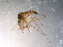  ( - 10PROBE-11703)  @13 [ ] CreativeCommons - Attribution (2011) CBG Photography Group Centre for Biodiversity Genomics