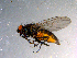  ( - 10PROBE-11730)  @13 [ ] CreativeCommons - Attribution (2011) CBG Photography Group Centre for Biodiversity Genomics