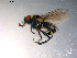  ( - 10PROBE-11771)  @12 [ ] CreativeCommons - Attribution (2011) CBG Photography Group Centre for Biodiversity Genomics