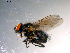  ( - 10PROBE-11774)  @13 [ ] CreativeCommons - Attribution (2011) CBG Photography Group Centre for Biodiversity Genomics