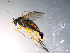  ( - 10PROBE-11805)  @11 [ ] CreativeCommons - Attribution (2011) CBG Photography Group Centre for Biodiversity Genomics