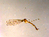  ( - 10PROBE-11867)  @13 [ ] CreativeCommons - Attribution (2011) CBG Photography Group Centre for Biodiversity Genomics