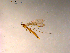 ( - 10PROBE-11868)  @12 [ ] CreativeCommons - Attribution (2011) CBG Photography Group Centre for Biodiversity Genomics