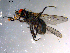  ( - 10PROBE-11874)  @13 [ ] CreativeCommons - Attribution (2011) CBG Photography Group Centre for Biodiversity Genomics