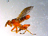  ( - 10PROBE-11911)  @13 [ ] CreativeCommons - Attribution (2011) CBG Photography Group Centre for Biodiversity Genomics