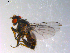  ( - 10PROBE-11914)  @13 [ ] CreativeCommons - Attribution (2011) CBG Photography Group Centre for Biodiversity Genomics