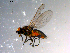  ( - 10PROBE-11955)  @13 [ ] CreativeCommons - Attribution (2011) CBG Photography Group Centre for Biodiversity Genomics