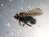  ( - 10PROBE-11965)  @13 [ ] CreativeCommons - Attribution (2011) CBG Photography Group Centre for Biodiversity Genomics