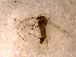  ( - 10PROBE-11980)  @12 [ ] CreativeCommons - Attribution (2011) CBG Photography Group Centre for Biodiversity Genomics