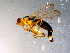  ( - 10PROBE-11985)  @13 [ ] CreativeCommons - Attribution (2011) CBG Photography Group Centre for Biodiversity Genomics