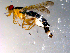  ( - 10PROBE-11986)  @13 [ ] CreativeCommons - Attribution (2011) CBG Photography Group Centre for Biodiversity Genomics