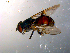  ( - 10PROBE-11998)  @12 [ ] CreativeCommons - Attribution (2011) CBG Photography Group Centre for Biodiversity Genomics