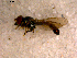  ( - 10PROBE-12006)  @12 [ ] CreativeCommons - Attribution (2011) CBG Photography Group Centre for Biodiversity Genomics