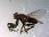  ( - 10PROBE-12100)  @12 [ ] CreativeCommons - Attribution (2011) CBG Photography Group Centre for Biodiversity Genomics