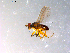  ( - 10PROBE-12107)  @12 [ ] CreativeCommons - Attribution (2011) CBG Photography Group Centre for Biodiversity Genomics