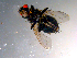  ( - 10PROBE-12133)  @12 [ ] CreativeCommons - Attribution (2011) CBG Photography Group Centre for Biodiversity Genomics