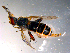  ( - 10PROBE-12135)  @13 [ ] CreativeCommons - Attribution (2011) CBG Photography Group Centre for Biodiversity Genomics