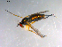  ( - 10PROBE-12165)  @11 [ ] CreativeCommons - Attribution (2011) CBG Photography Group Centre for Biodiversity Genomics